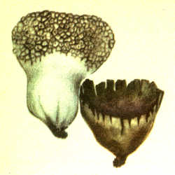 Ropliaodis kukurdvelkis Ropliaodis kukurdvelkis