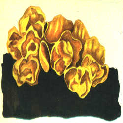 Raukšlinis žiūrytis Raukšlinis žiūrytis