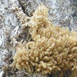 Taurinis seinis Taurinis seinis