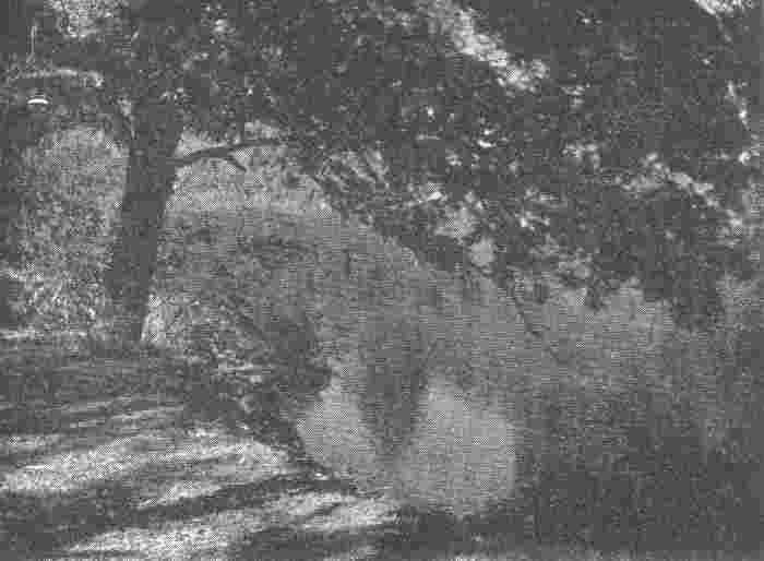 Ąžuolas Nevėžio krante (112,8 km) Ąžuolas Nevėžio krante (112,8 km)