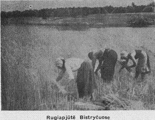 Rugiapjūte Bistryčuose