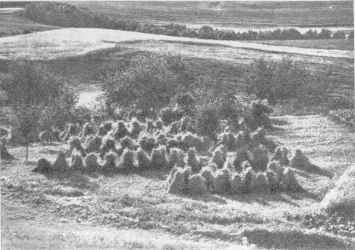 Neris ties Platiniškėmis Neris ties Platiniškėmis