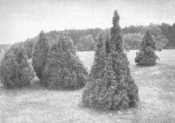 Sausi kadagynai pamaryje Sausi kadagynai pamaryje