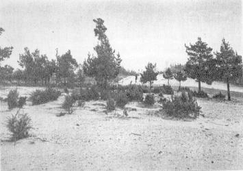 Vilijos smėlingos pakrantės, patekusios į marių dugną Vilijos smėlingos pakrantės, patekusios į marių dugną