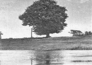 Pakrantės netoli Sosenkos Pakrantės netoli Sosenkos