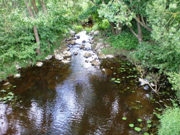 Linkava birželio pabaigoje prie kelio (195) Panevėžys-Kėdainiai tilto