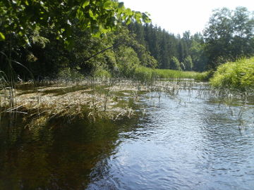 Nemunėlis žemiau Kvetkų.Foto:Igelis