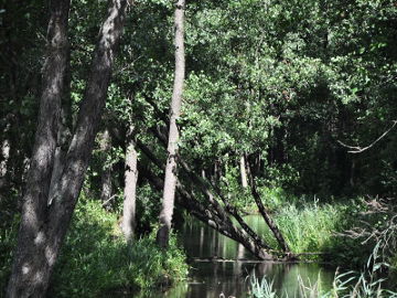 Šešupė prie Postawelek