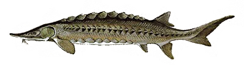 Baltijos aštriašnipis eršketas