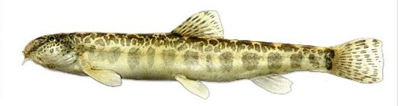 Šiaurinis auksaspalvis kirtiklis