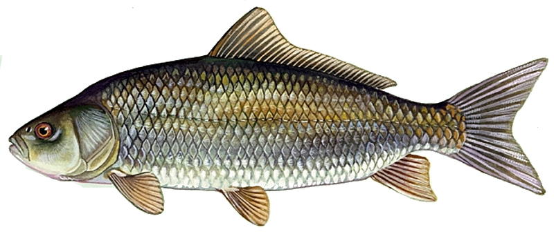 Didžiažiotė bizonžuvė