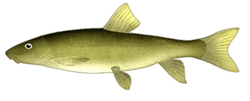 Čiukučianas (Čiukčių žuvis)