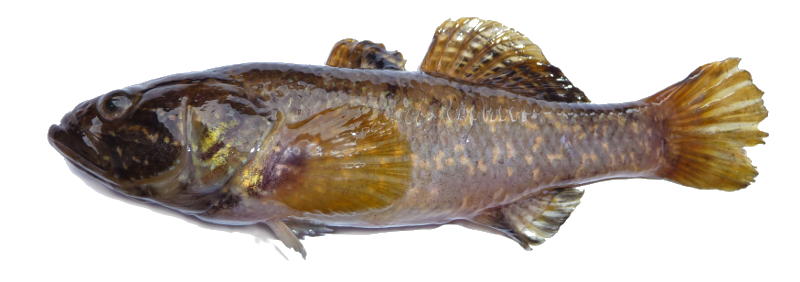 Nuodėgulinis grundalas