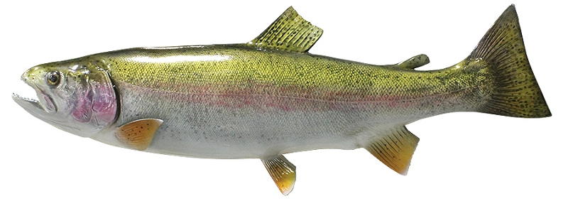 Vaivorykštinis upėtakis